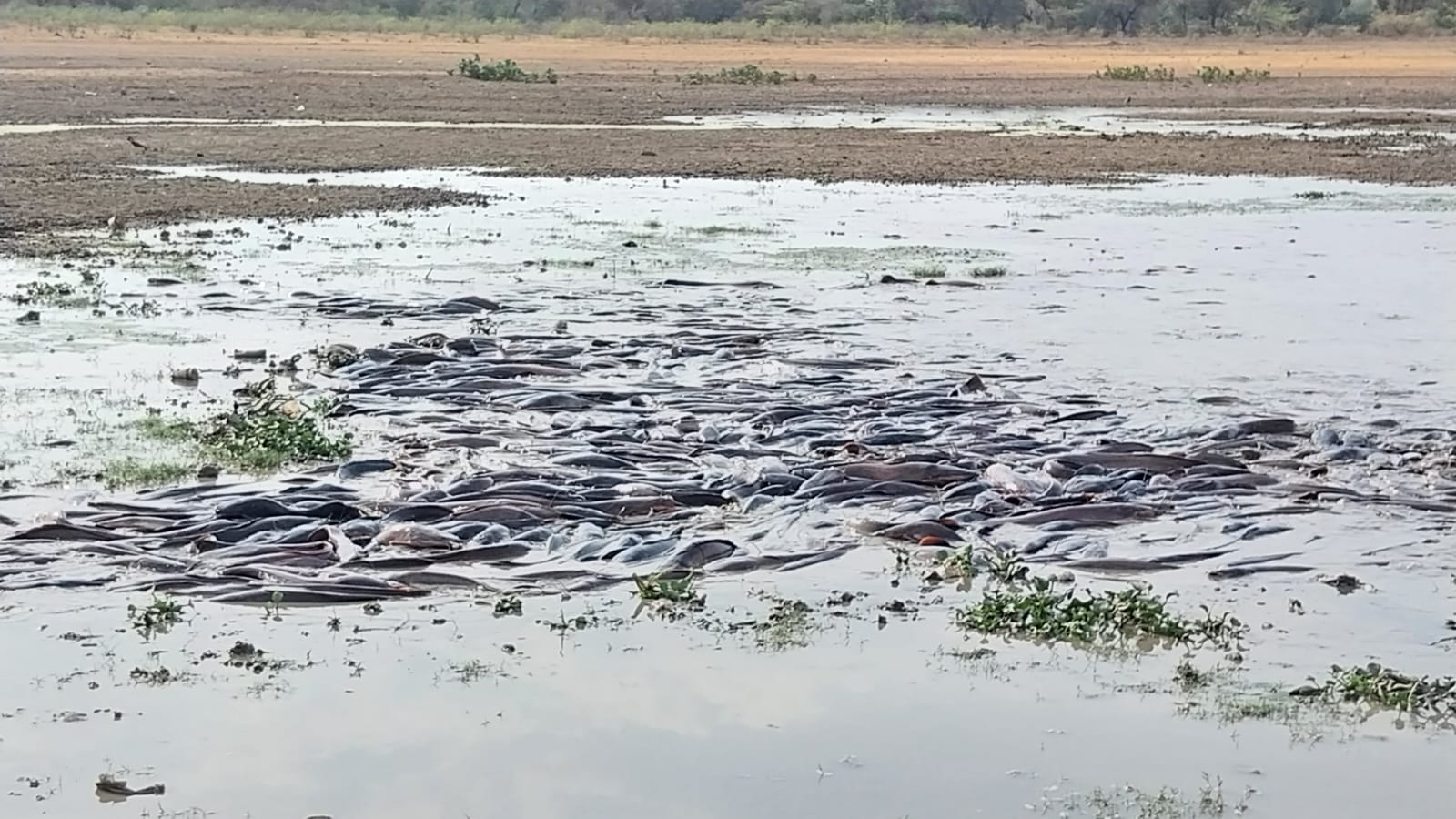 चित्तौड़गढ़ - धार्मिक आस्था वाले तालाब में हजारों मछलियों के जीवन पर संकट, पानी सूखने से नोचने लगे दूसरे जीव