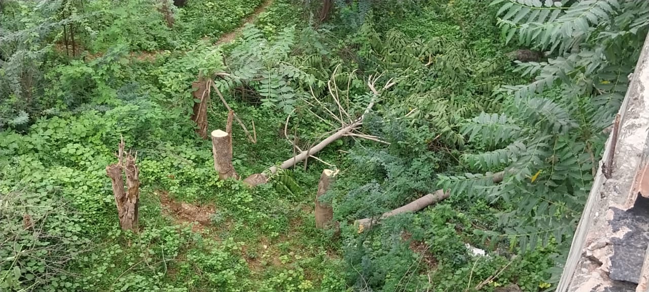 चित्तौड़गढ़ - हरित राजस्थान को दिखाया ठेंगा, कॉलोनी को चमकाने काट दिए हरे पेड़