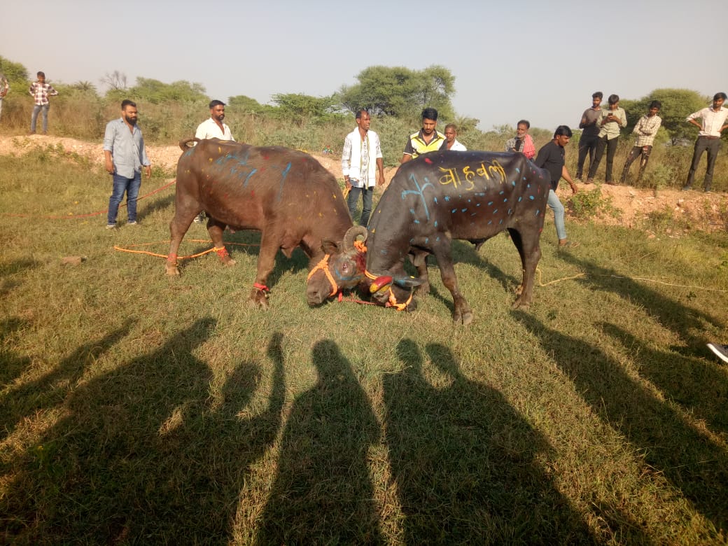 प्रतापगढ़ / छोटीसादड़ी - छोटीसादड़ी में गोवर्धन पूजा पर आयोजित हुई पारंपरिक पाड़ो की कुश्ती, श्रीदेव ने बाहुबली नामक पाड़े हो हराया