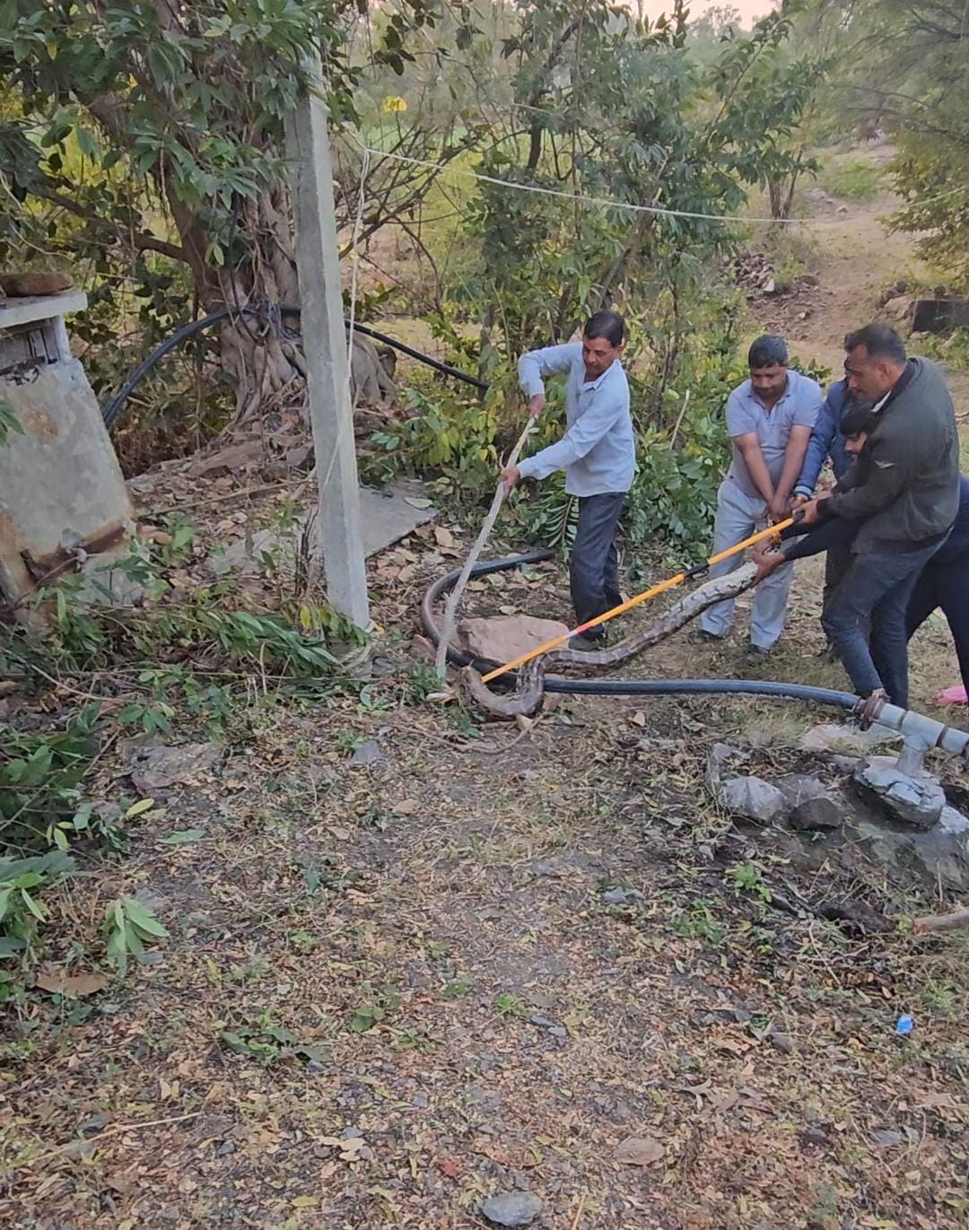 प्रतापगढ़ / छोटीसादड़ी - खेत में 12 फीट लंबा अजगर मिलने से हड़कंप, वन विभाग की टीम ने किया रेस्क्यू