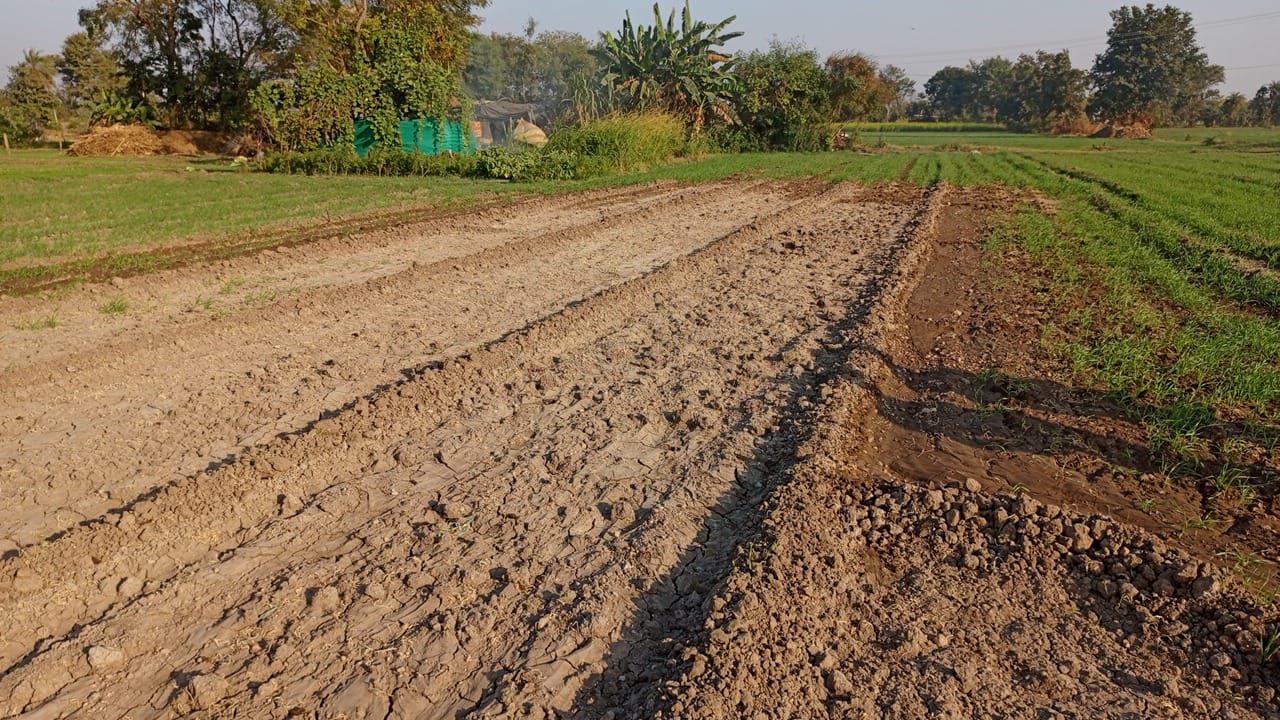 चित्तौड़गढ़ / डूंगला - गेहूं की फसल नष्ट करने का मामला दर्ज, अफीम का लाइसेंस विवाद का कारण