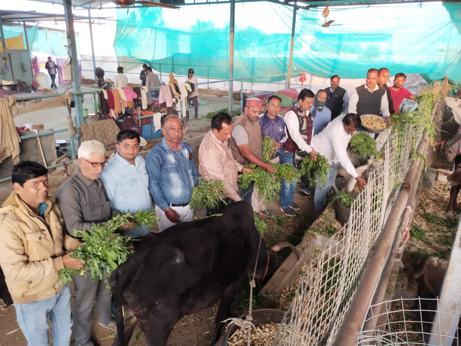 चित्तौड़गढ़ / कपासन - गौसेवा कर नगर के प्रमुख जनों ने मनाया सीधा सवाल संपादक मानवेंद्र सिंह चौहान का जन्मदिन