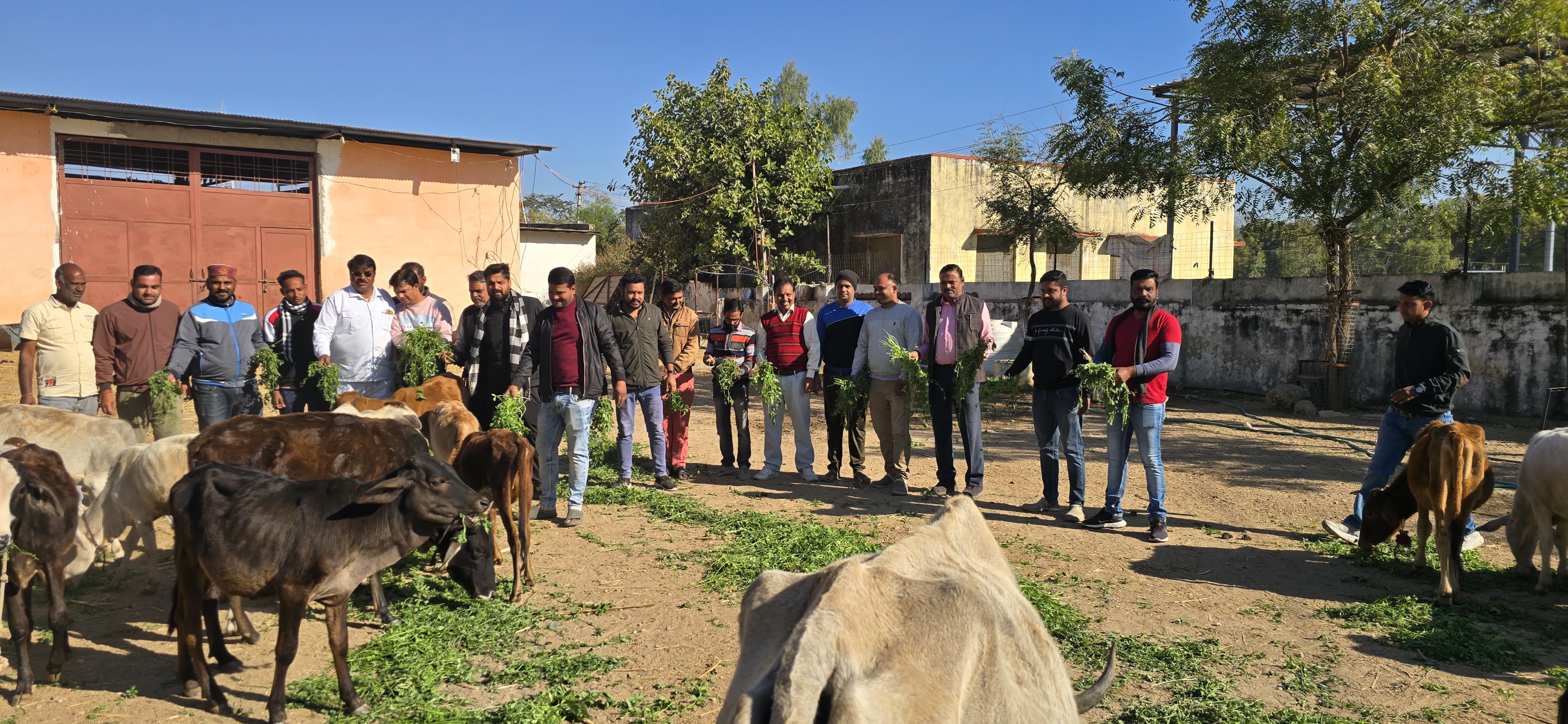 चित्तौड़गढ़ / कपासन - गौ सेवा कर भाजपा कार्यकर्ताओं ने मनाया मुख्यमंत्री का जन्मदिवस