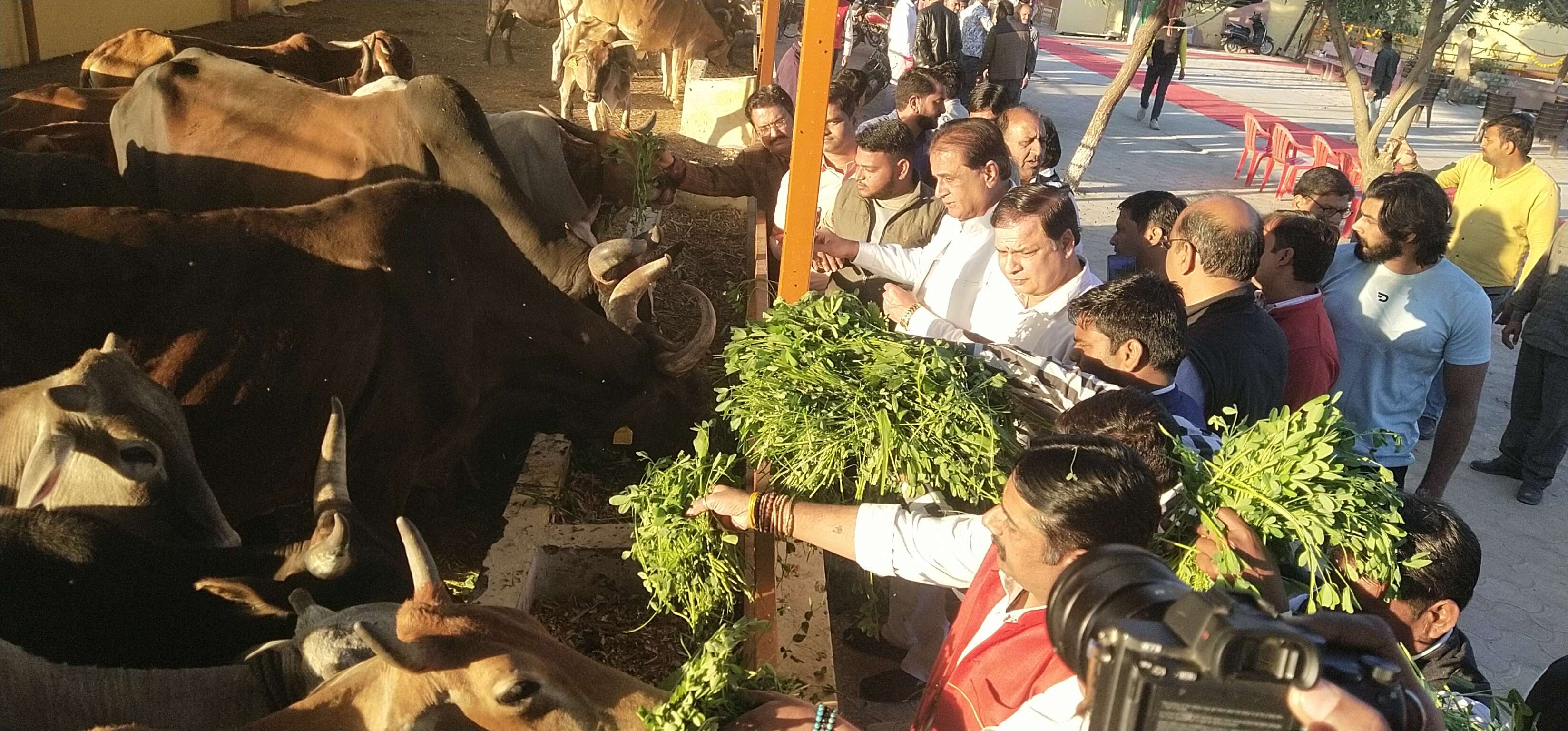 चित्तौड़गढ़ / निम्बाहेड़ा - विधायक कृपलानी के नेतृत्व में गौ सेवा कर मनाया सीएम शर्मा का जन्मदिन