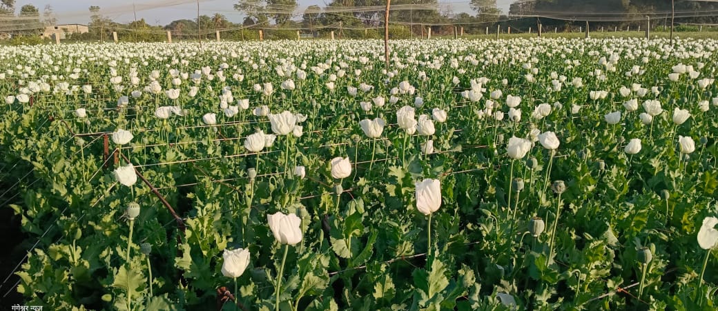 प्रतापगढ़ / छोटीसादड़ी - जान हथेली पर रख यहां के किसान खेतों में उगाते हैं काला सोना, दिन-रात करते रखवाली