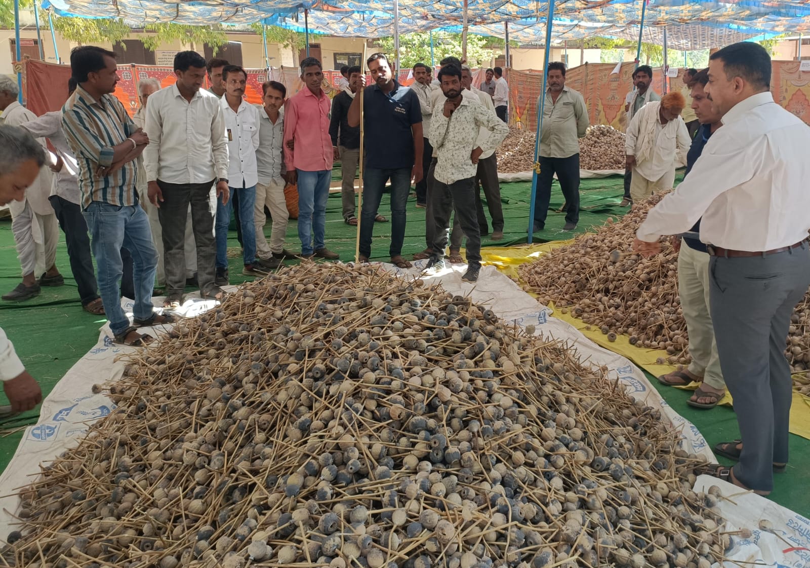 प्रतापगढ़ / छोटीसादड़ी - छोटीसादडी में 14 गांवों के 111 किसानों का डोडा तोला, अब तक 357.13 क्विंटल डोडों की हुई तुलाई