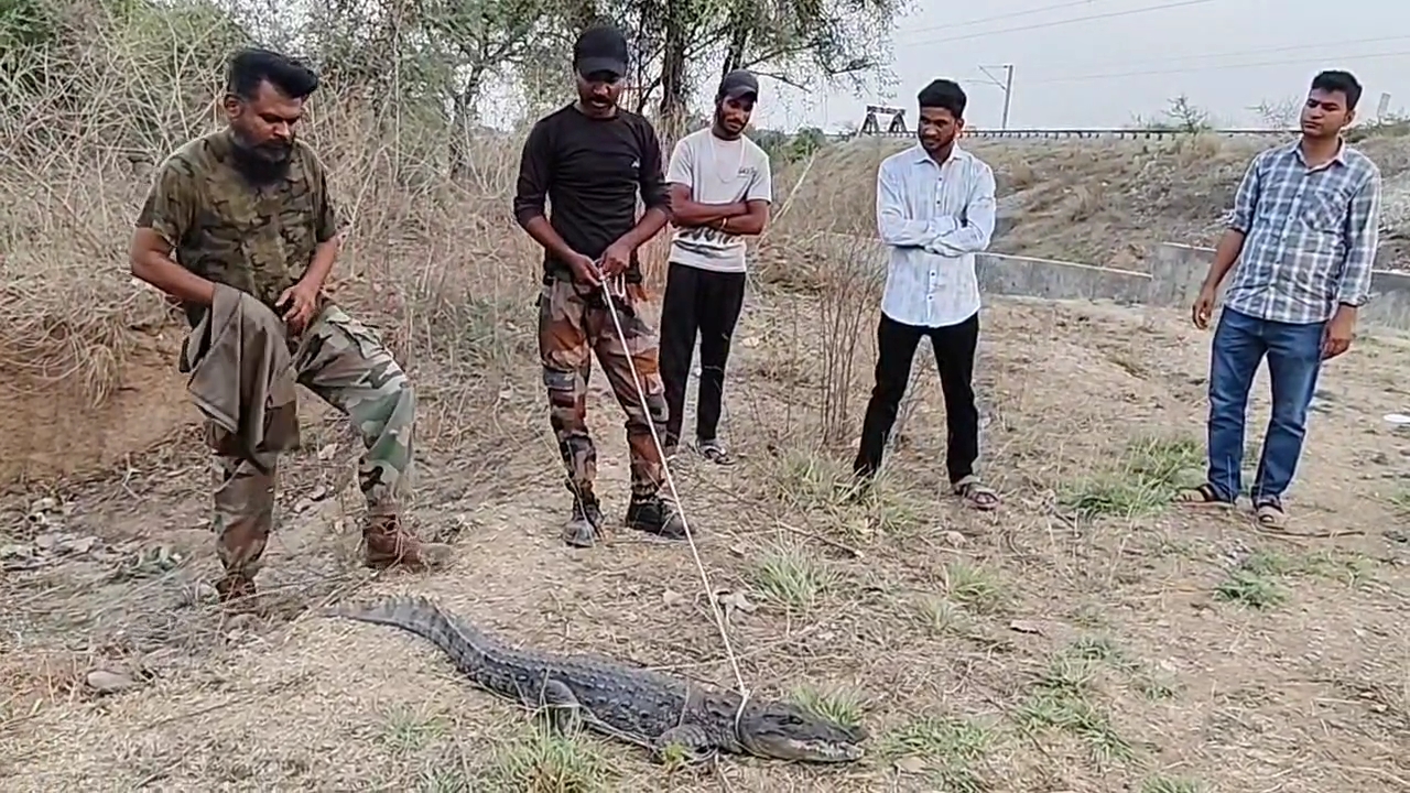 चित्तौड़गढ़ - रेलवे ट्रैक के पास मिला 5 फीट लंबा मगरमच्छ, रेस्क्यू कर बस्सी अभयारण्य में छोड़ा