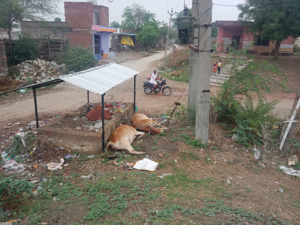 चित्तौड़गढ़ / डूंगला - करंट लगने से दो गायो की मौत