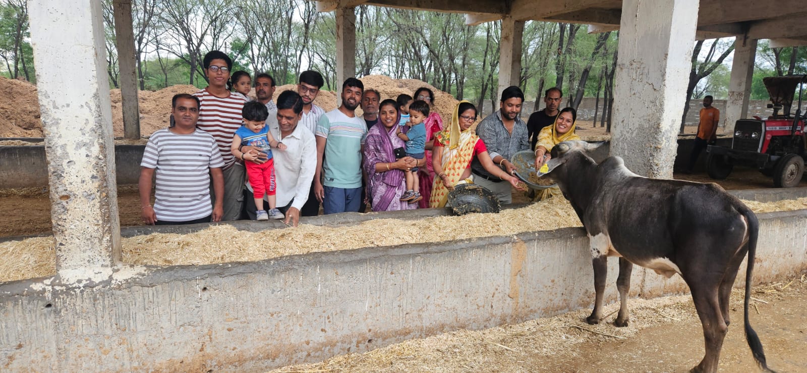 चित्तौड़गढ़ / चिकारड़ा - गौशाला में गायों को खिलाई तीन क्विंटल से अधिक की लापसी