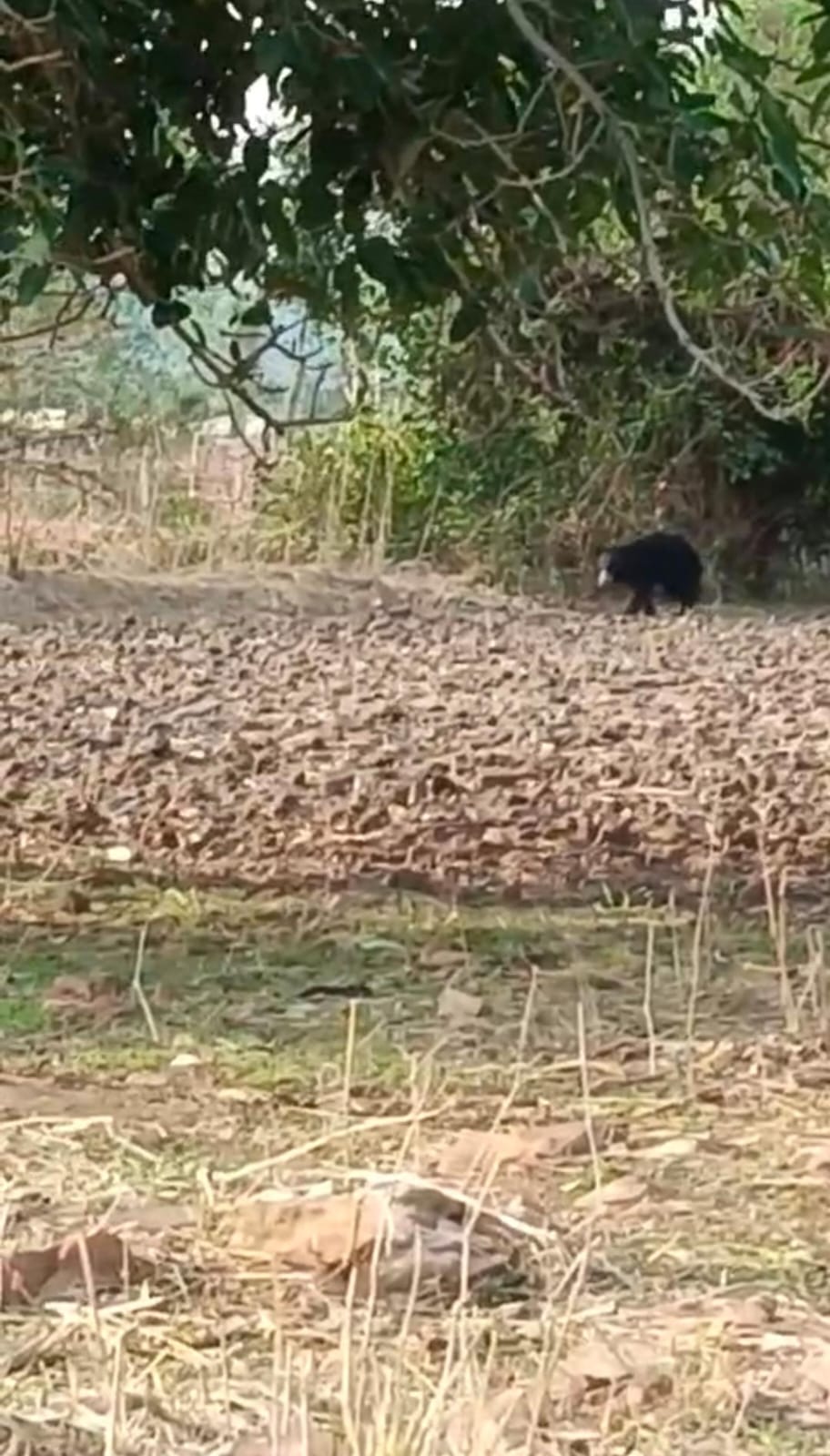 चित्तौड़गढ़ - पालका खेड़ा में दिखा भालू, लोगों ने बनाया वीडियो