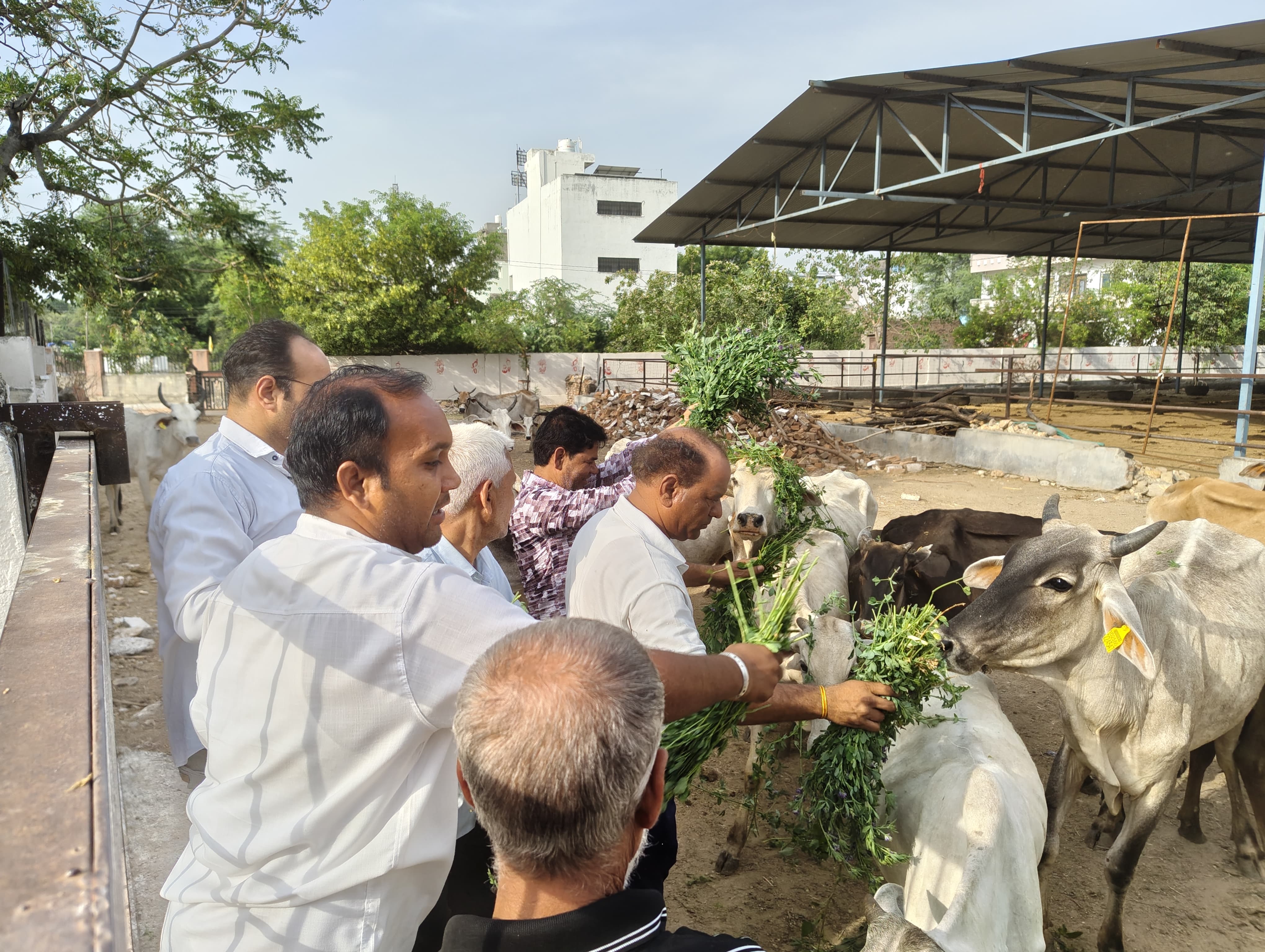 चित्तौड़गढ़ / कपासन - गौ सेवा कर मनाई प्रथम प्रधानमंत्री पंडित नेहरू की पुण्यतिथि