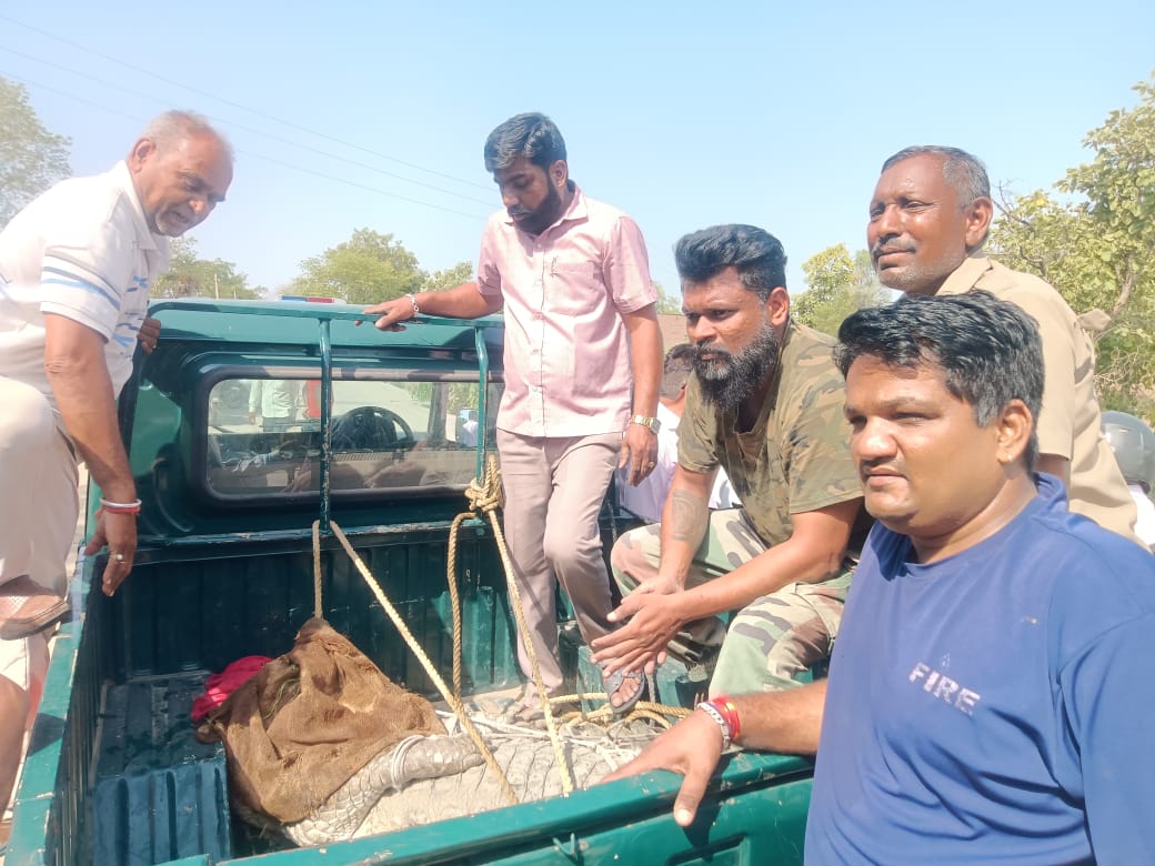 चित्तौड़गढ़ - सुवनिया में साथ दिखे दो मगरमच्छ से दहशत में आए ग्रामीण, एक रेस्क्यू किया तो दूसरा नाले में कूदा