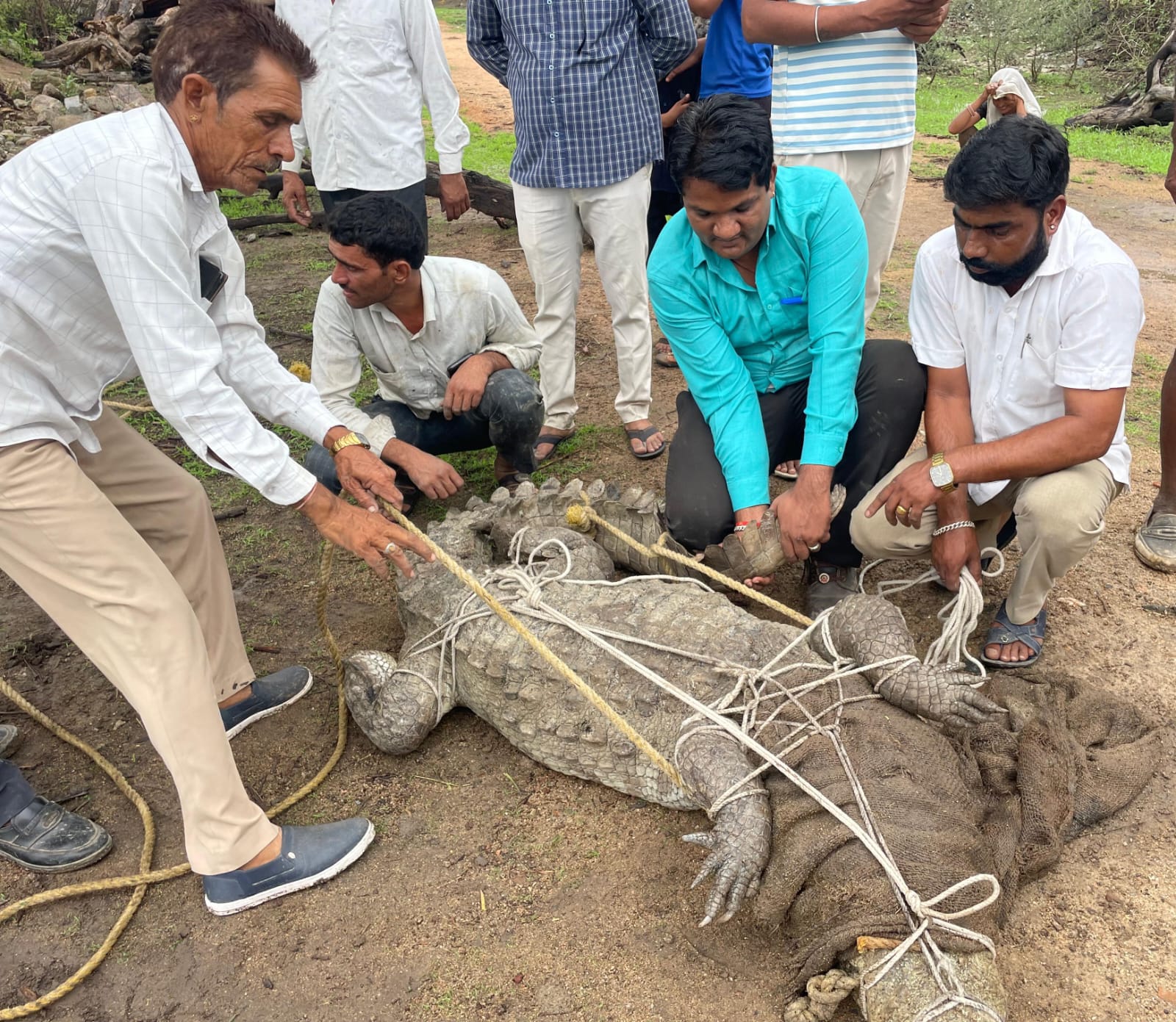 चित्तौड़गढ़ - खेत में पहुंचा 10 फीट लंबा 150 किलो वजनी मगरमच्छ, दो घंटे में किया रेस्क्यू