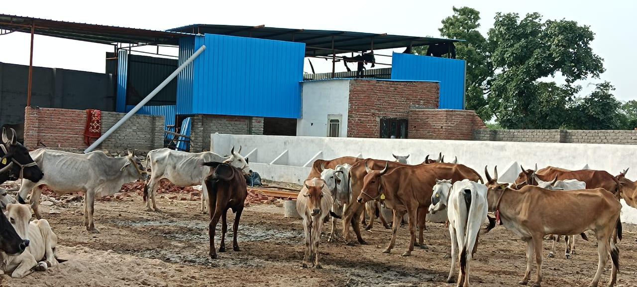 चित्तौड़गढ़ / भीलवाड़ा - हरिशेवा धर्मशाला बनी गौ सेवा की प्रेरणा 1.84 लाख की सेवा सामग्री भेंट कर दिया श्रेष्ठ योगदान