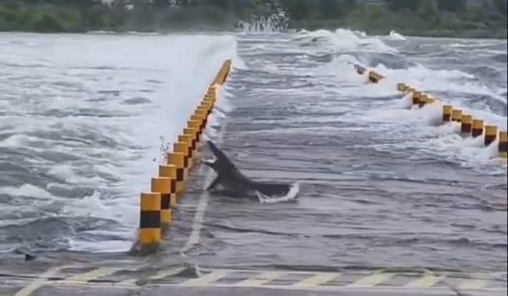  चित्तौड़गढ़ / बेंगू  - चम्बल नदी से बाहर आया मगरमच्छ, वापस पानी में लौटा 