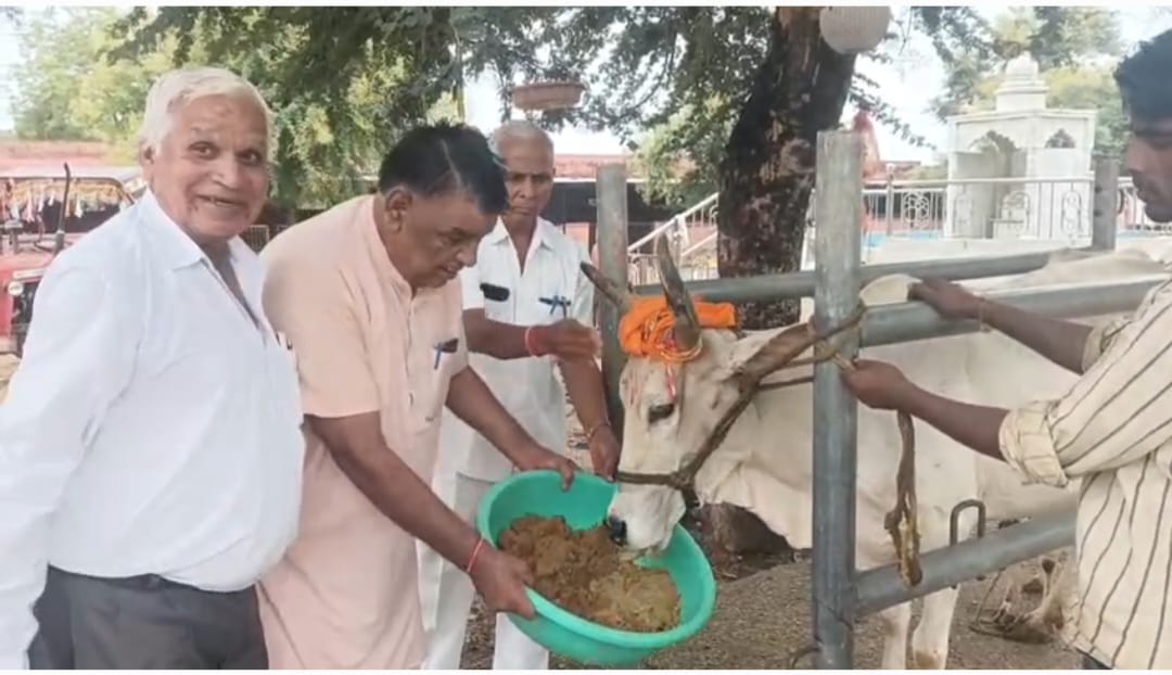 चित्तौड़गढ़ / डूंगला - गौ माता को खिलाई सवा दो क्विंटल गुड़ की लापसी