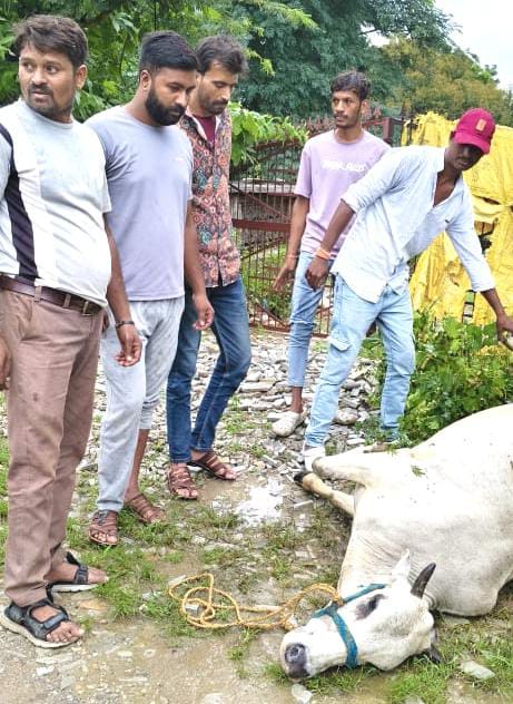 चित्तौड़गढ़ / बिनोता - बिनोता में करंट लगने से गाय की मौत, विभागीय कर्मचारी व पुलिस पहुंचे मौके पर
