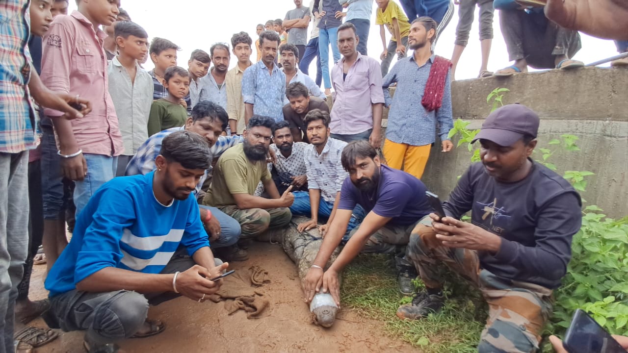 चित्तौड़गढ़ / राशमी - मातृकुंडिया बांध के पास खेत से मगरमच्छ को किया रेस्क्यू