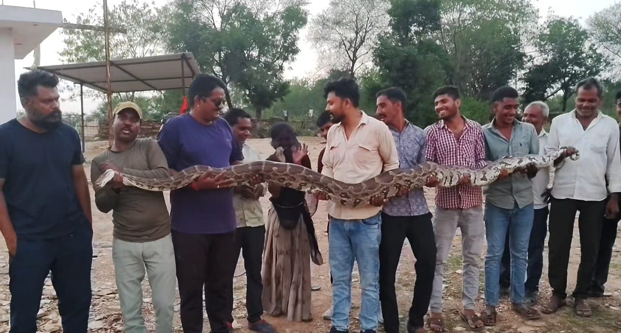 चित्तौड़गढ़ - सलैरा गांव में 13 फीट के विशाल अजगर का रेस्क्यू, खेत में मिला अजगर