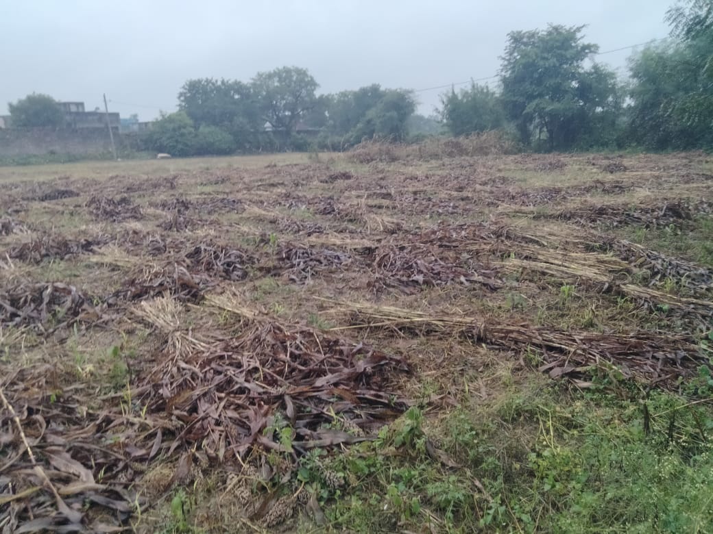 चित्तौड़गढ़ / कपासन - बेमौसम बारिश ने कराया ठंड का एहसास, कटी फसलों को हुआ नुकसान