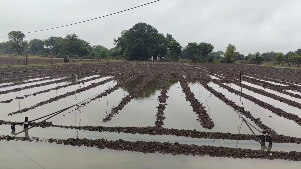 चित्तौड़गढ़ - बेमौसम बरसात से खत्म हुवे काले सोने के बीज, फिर करनी पड़ेगी अफीम की बुवाई
