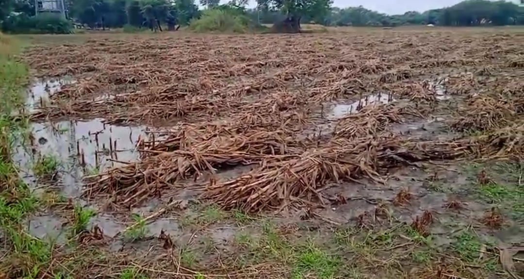 चित्तौड़गढ़ / चिकारड़ा - लगातार हो रही बारिश ने जन जीवन किया प्रभावित