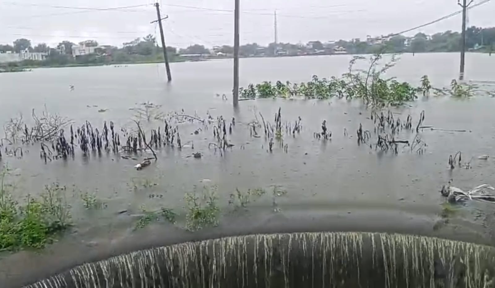 चित्तौड़गढ़ / कपासन - 24 घंटे में 80 मिमी बारिश से गुलाब सागर आठ साल बाद ओवरफ्लो, किसानों की खेतों में कटी पड़ी फसलें हुई खराब