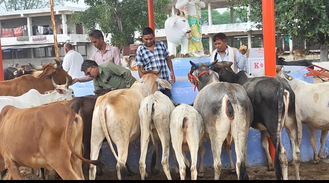 चित्तौड़गढ़ / चिकारड़ा - गोपाष्टमी पर गौ माता की पूजा अर्चना कर खिलाया गुड