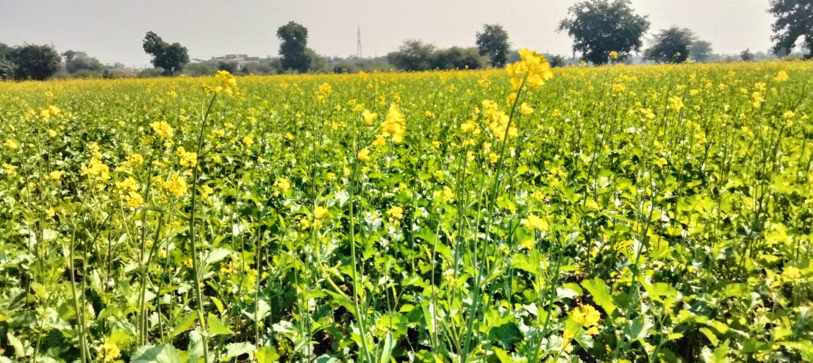 चित्तौड़गढ़ -  धरती ने ओढ़ी पीली चुनरिया, खिले सरसों के फूल