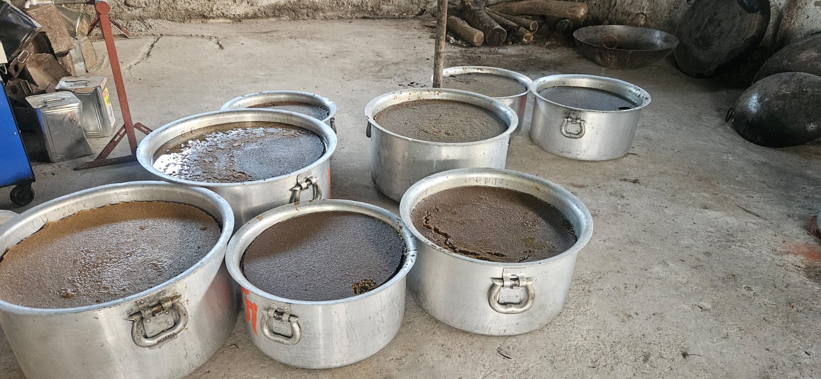 चित्तौड़गढ़ / चिकारड़ा - पुण्य स्मृति में गायों को खिलाई 8 क्विंटल लापसी