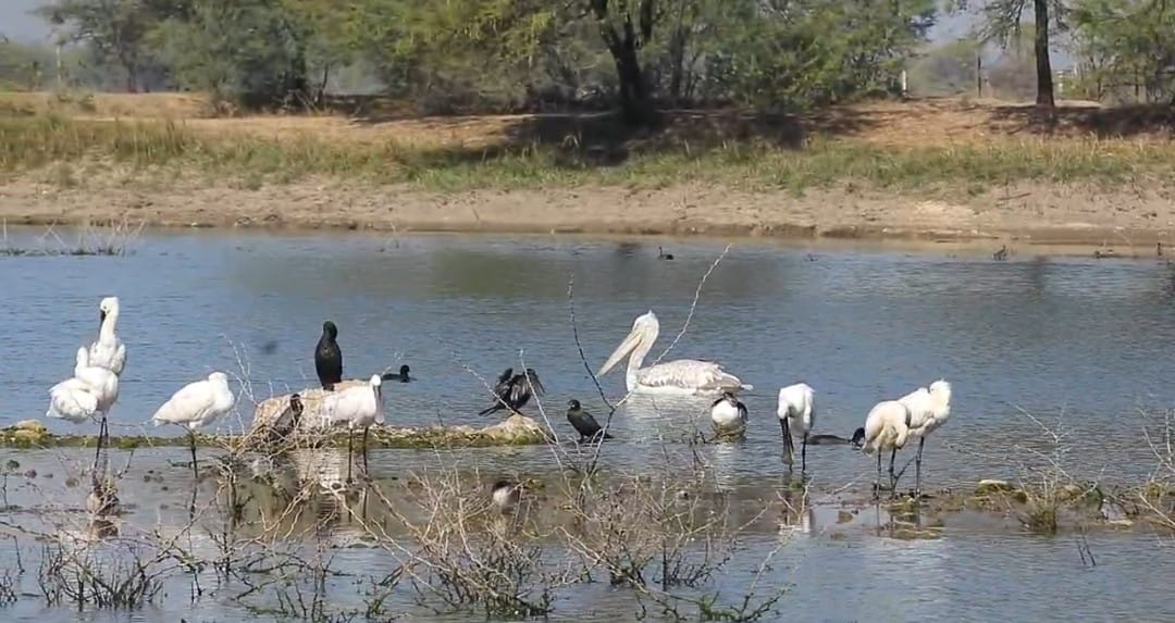 चित्तौड़गढ़ / चिकारड़ा - बर्ड वाचिंग हेतु जिला कलक्टर एवं उपवन संरक्षण पहुंचे किशन करेरी तालाब