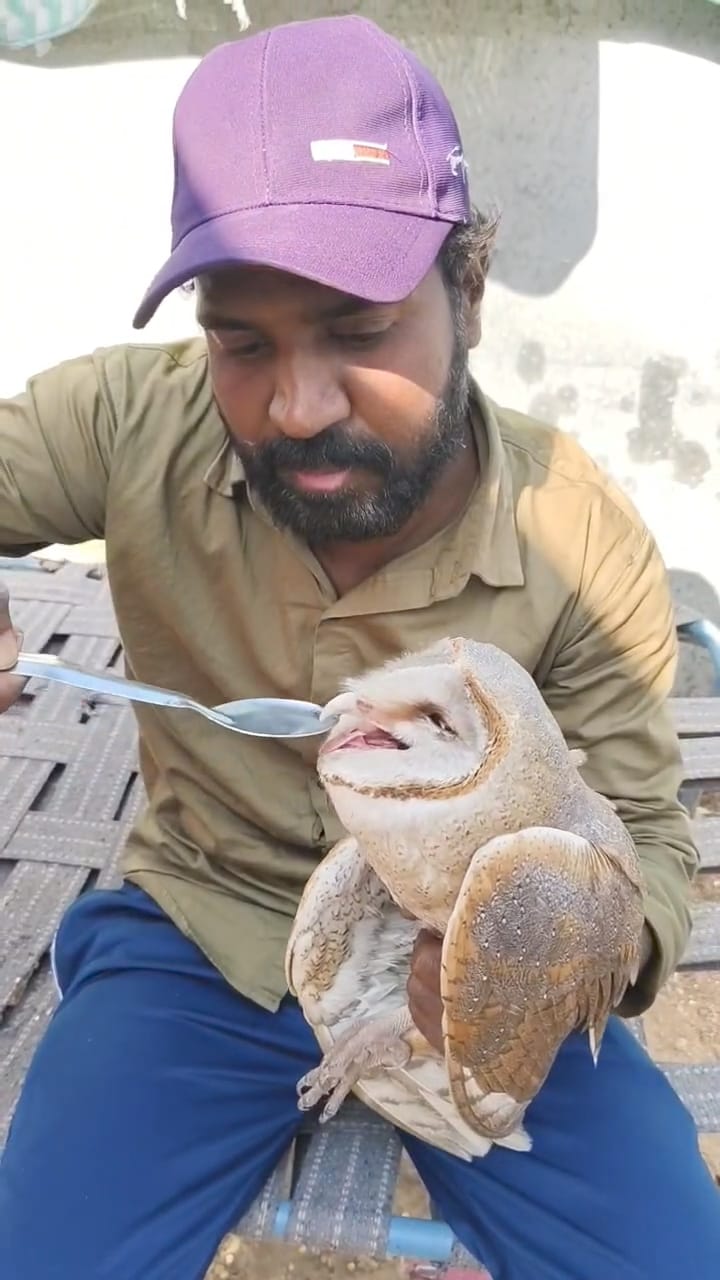 चित्तौड़गढ़ - खेत में घायल मिला बार्न आउल, पंख हो गया था क्षतिग्रस्त, रेस्क्यू कर वन विभाग को सौंपा