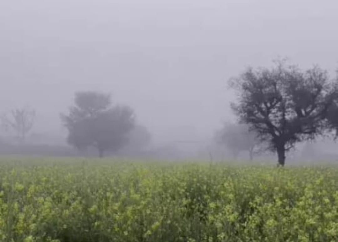 चित्तौड़गढ़ / चिकारड़ा - मावठ से हुआ जनजीवन अस्त-व्यस्त, अफीम किसान चिंतित