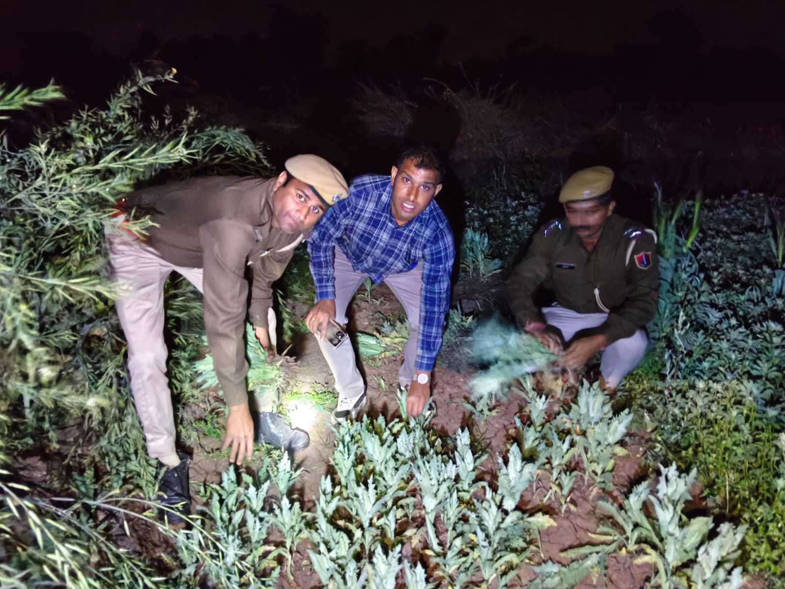 चित्तौड़गढ़ - कपास व सरसों के बीच में अफीम की अवैध बुवाई पकड़ी, साढ़े तीन हजार से ज्यादा पौधे बरामद, दो गिरफ्तार
