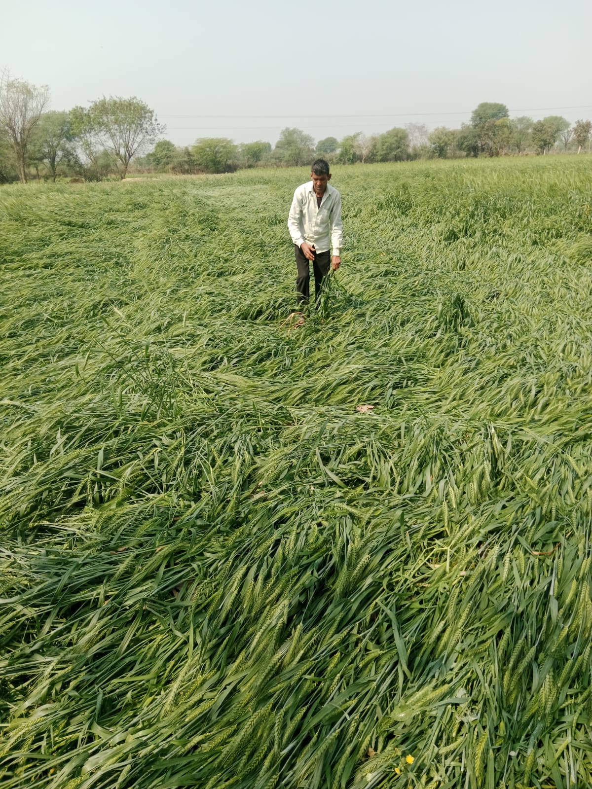 चित्तौड़गढ़ / राशमी - ओलावृष्टि से अफीम, गेहूं, चने की फसलों में व्यापक नुकसान