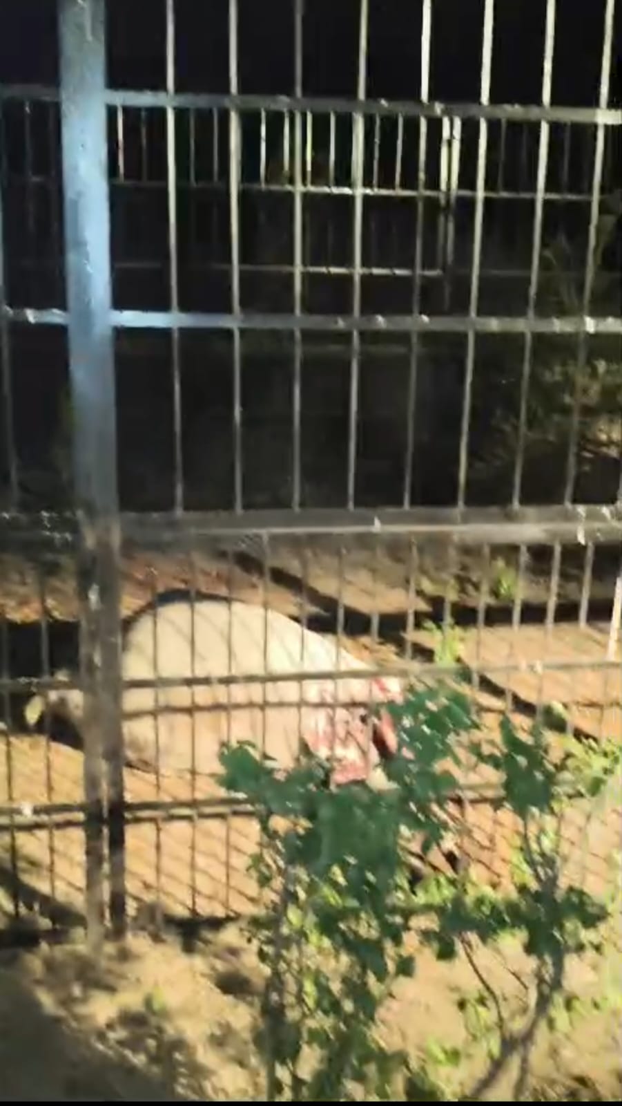 चित्तौड़गढ़ - लोहे के पिंजरे में मिल गाय का शव, मंडफिया थाना इलाके की घटना 