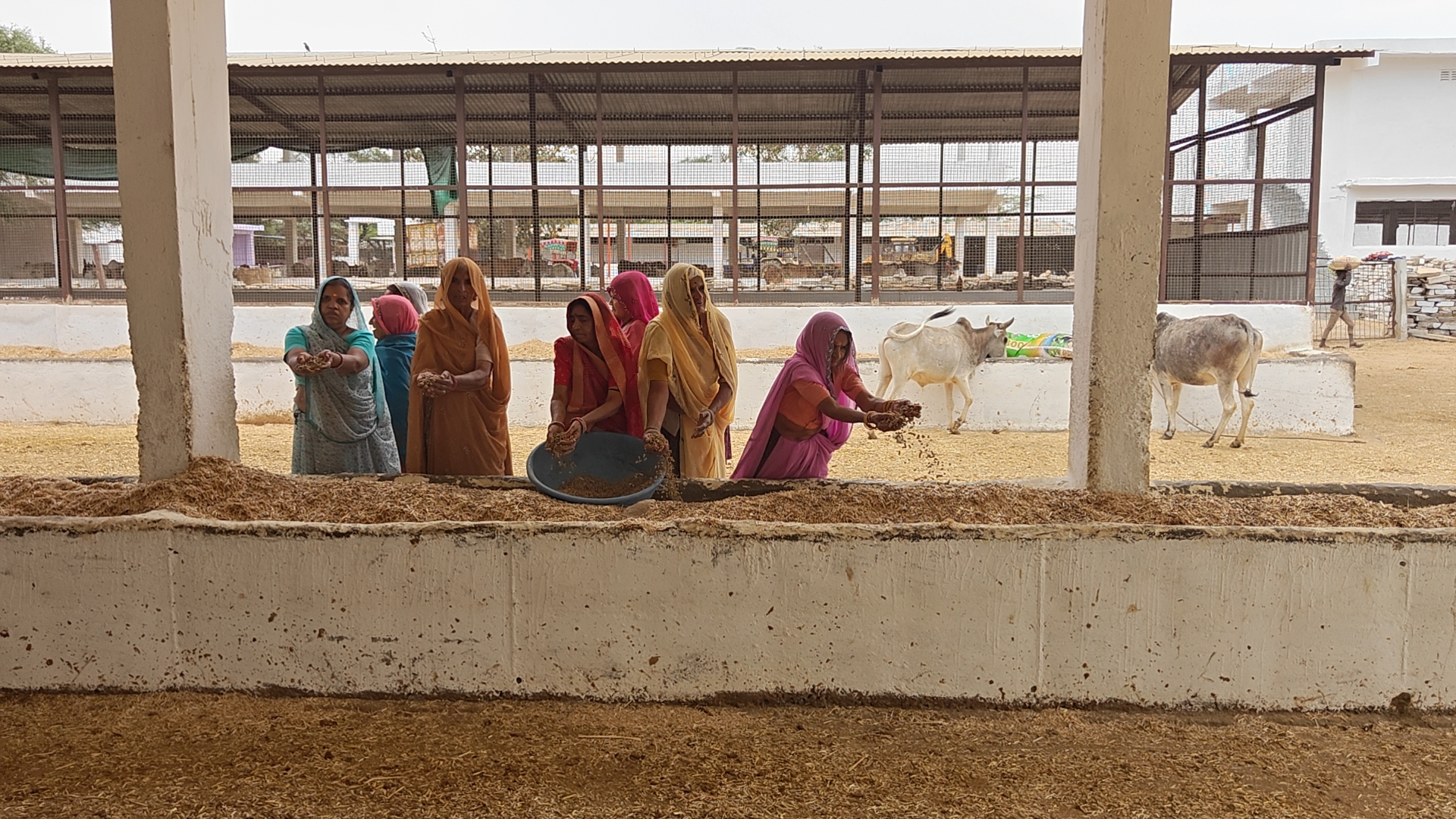 चित्तौड़गढ़ / चिकारड़ा - सीनियर सिटीजन महिलाओं ने गौशाला का भ्रमण कर गौ माता को खिलाई खल